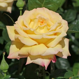 Die Rose Milano, wie si...