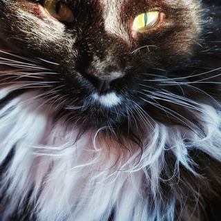Schau mir in die Augen ...