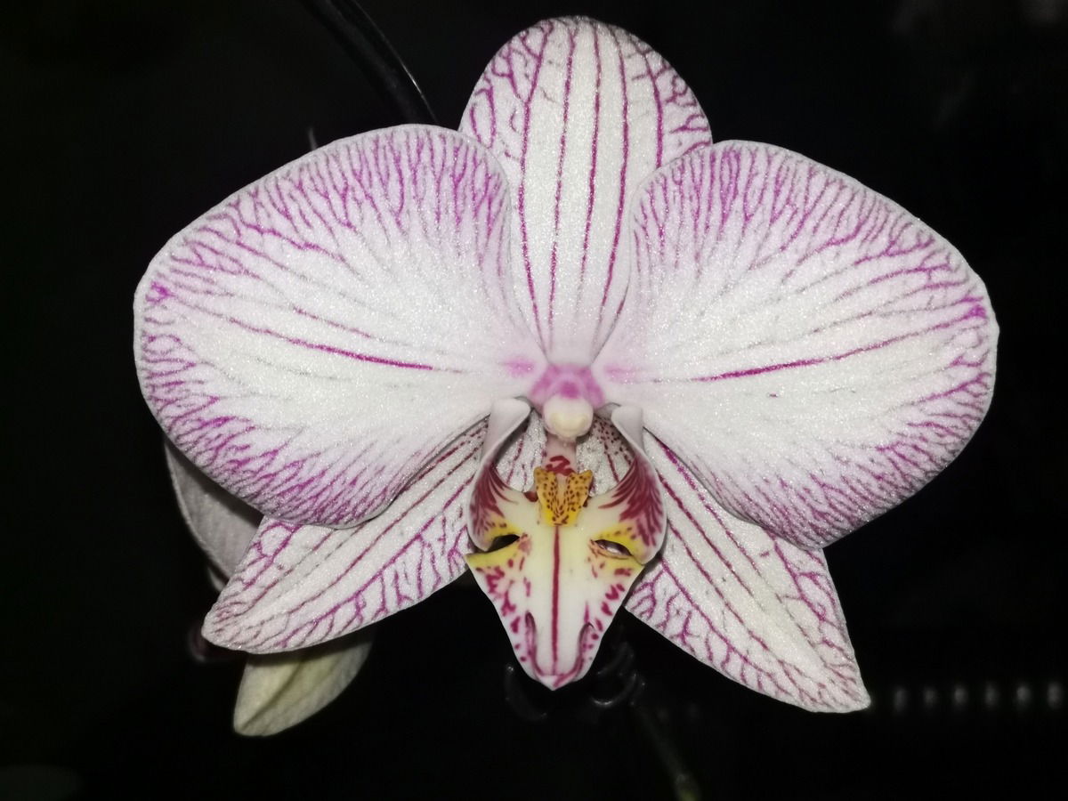 Phalaenopsis