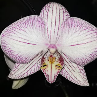 Phalaenopsis