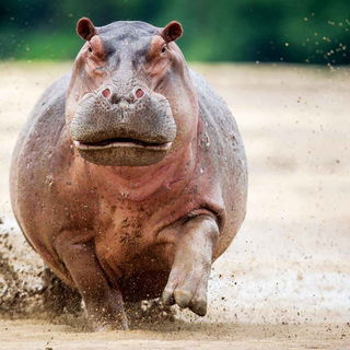 Bleib' stehen! Wenn ich...
