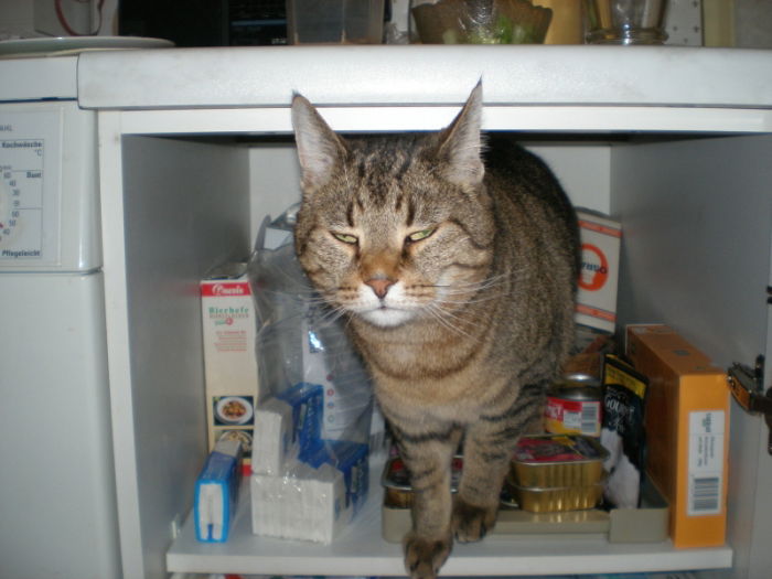Linus nach Inspektion der Katzenfuttervorräte