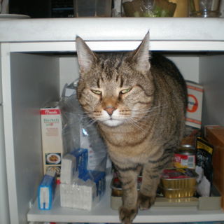 Linus nach Inspektion d...