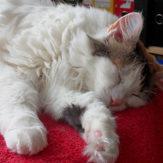 Koschka, meine Katze mi...