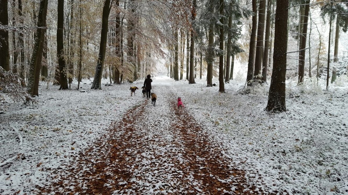 Ein einziger Tag Winter