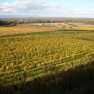 Weinreben im Herbst