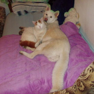 Kater Loki ist bei Freu...