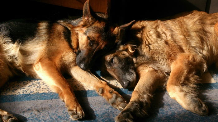 Boa und Merlin, meine beiden Kindsköpfe