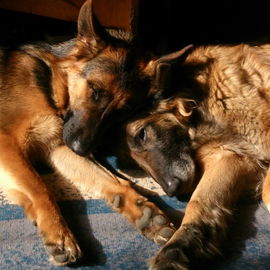 Boa und Merlin, meine b...