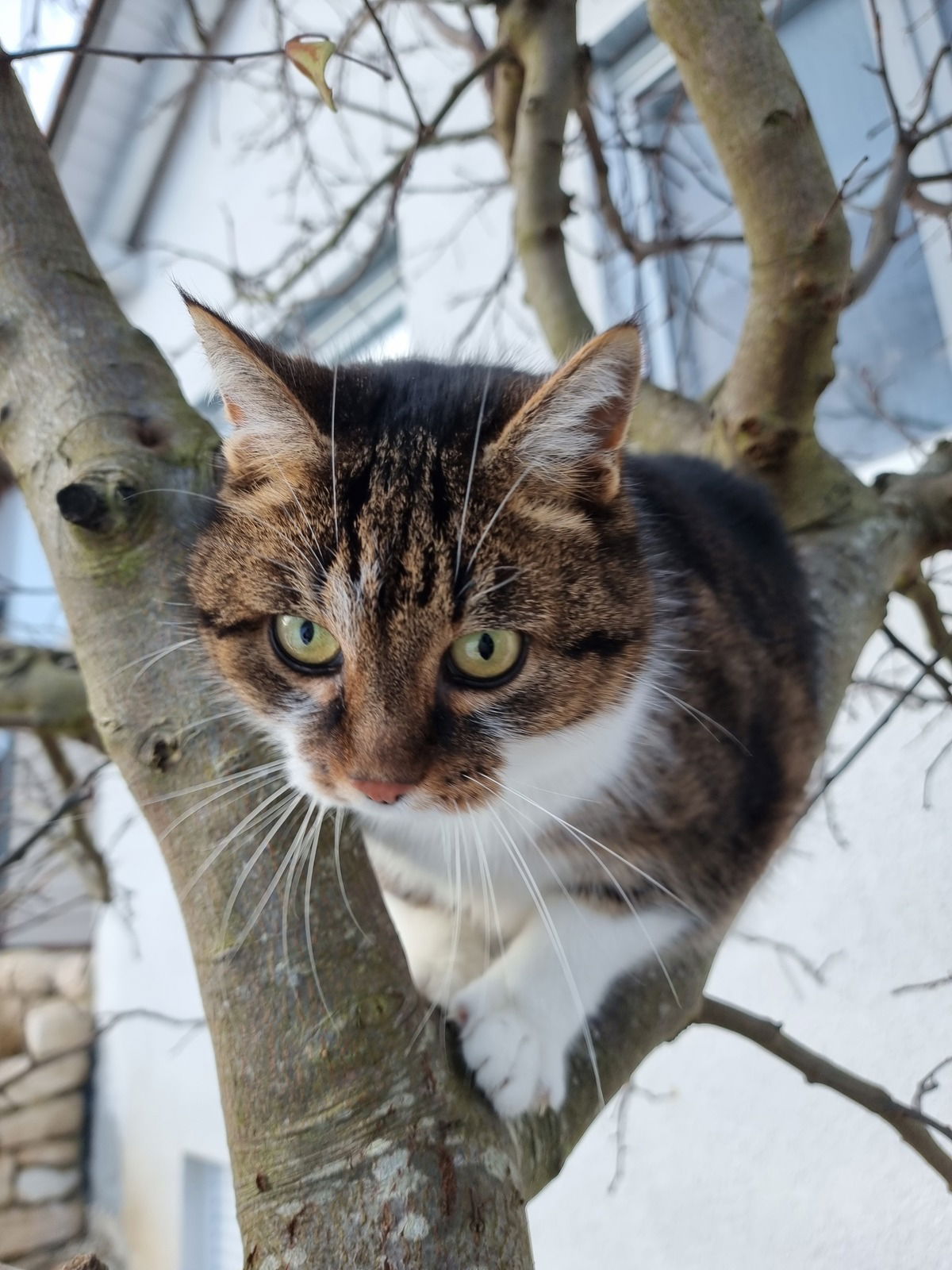 Die tollste Katze überhaupt... ♥️🐈