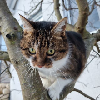 Die tollste Katze über...