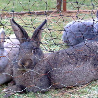 Hazel, Nougat und im Hi...