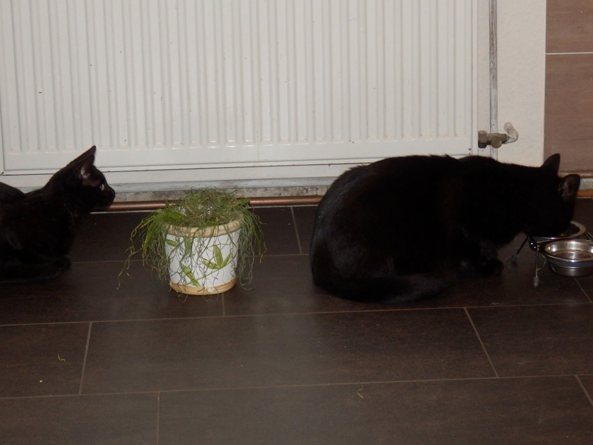 Da frisst der Große dem Kleinen das Futter weg...