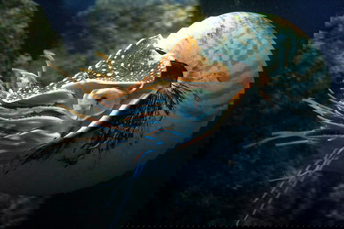 Nautilius Pompilius