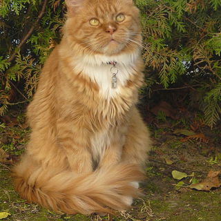 Nelly, die zugängliche...