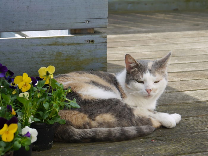 Meine allererste Katzenliebe  - mittlerweile über die Regenbogenbrücke gegangen
