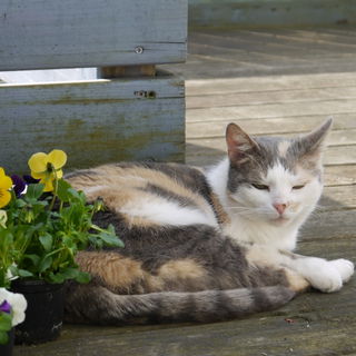 Meine allererste Katzen...