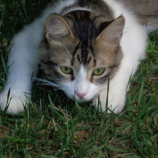 Unsere  Geppetto !!