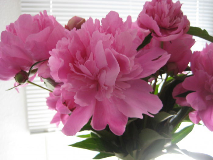 Päonien/Pfingstrosen