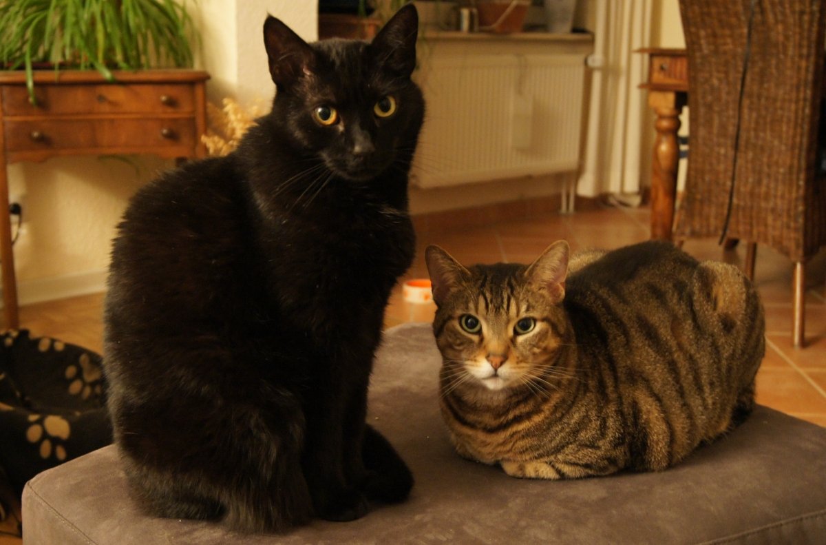 als könnten sie kein Wässerchen...