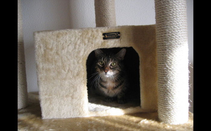 Jenny - mein altes Mädchen R.I.P.