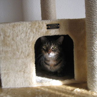 Jenny - mein altes Mäd...