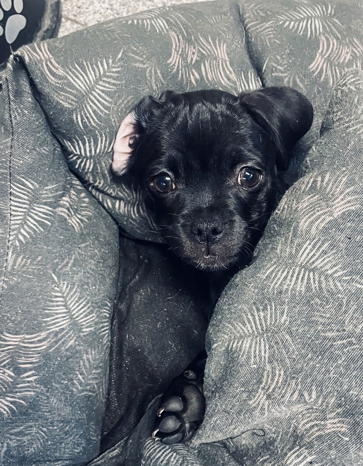 LUI,…unendliche Liebe!🐶💝💝💝