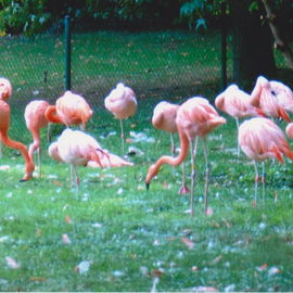 Ein Besuch im Zoo........