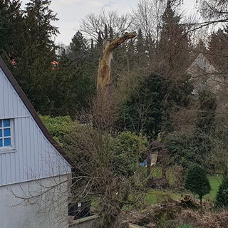 Auf der toten Eiche bau...