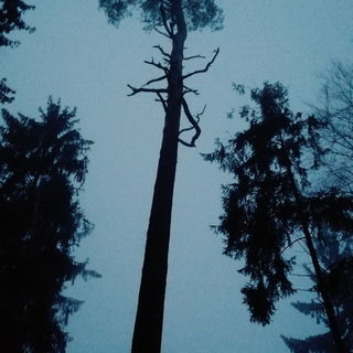 "Ich bin ein Wald und e...