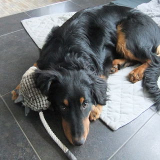 Lio- der tut nur lieb, ...