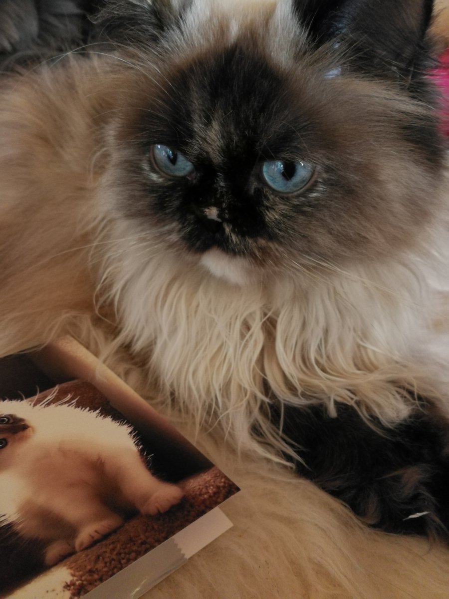 Miss Muffin mit Ihrer Post zum 2ten Geburtstag....