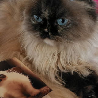 Miss Muffin mit Ihrer P...