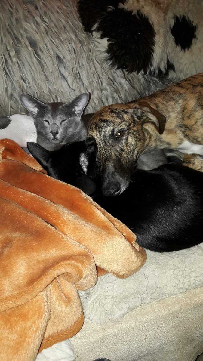 Katzenkissen