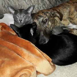 Katzenkissen