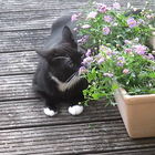 Das Fritzchen und die B...