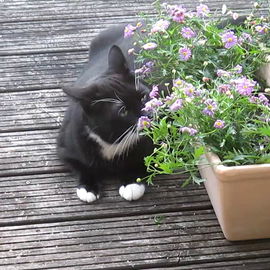 Das Fritzchen und die B...