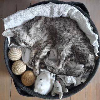 Floyd - ich werde dich ...