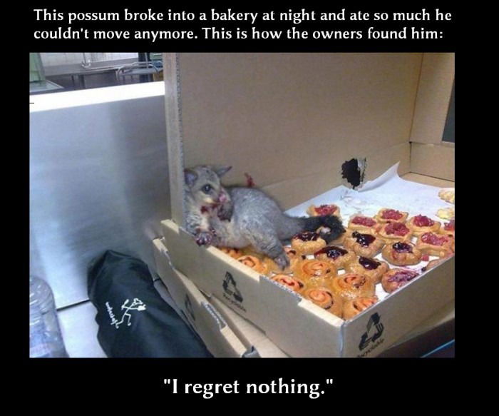 Oh Possum! :D