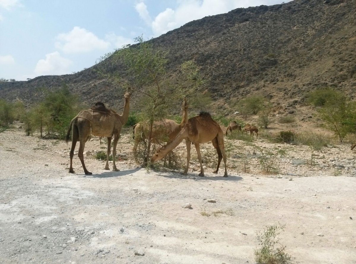 Im Oman...eine wunderbare arabische Duftwelt...ein Land der Gegensätze
