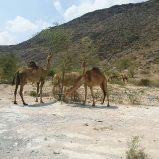 Im Oman...eine wunderba...