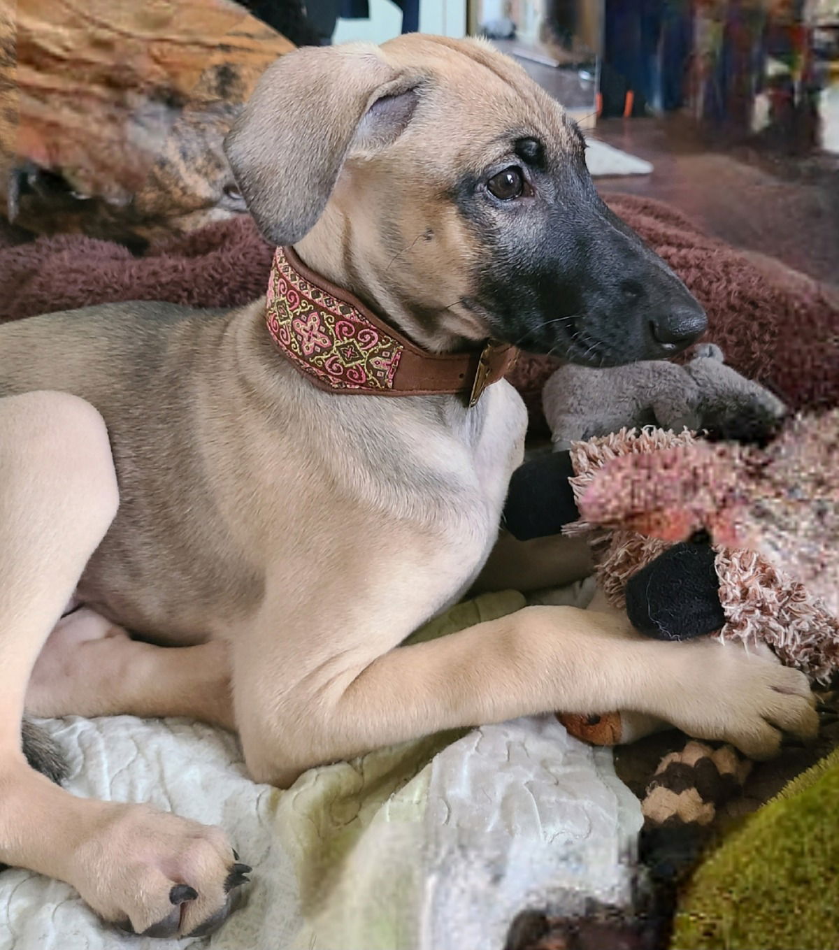 Unser jüngstes Rudelmitglied 🐶