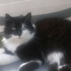 Felini, Kater der Herze...