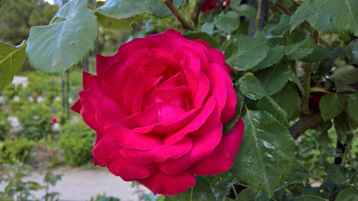 20. April