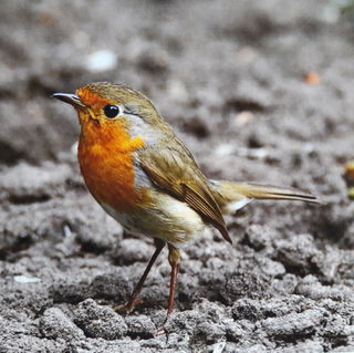 Geliebtes Rotkelchen. H...