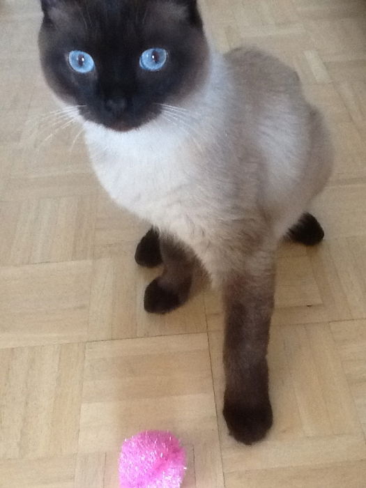 Gorgeous Birthday Boy ... The Furry Monster with his best paw forward, as usual.