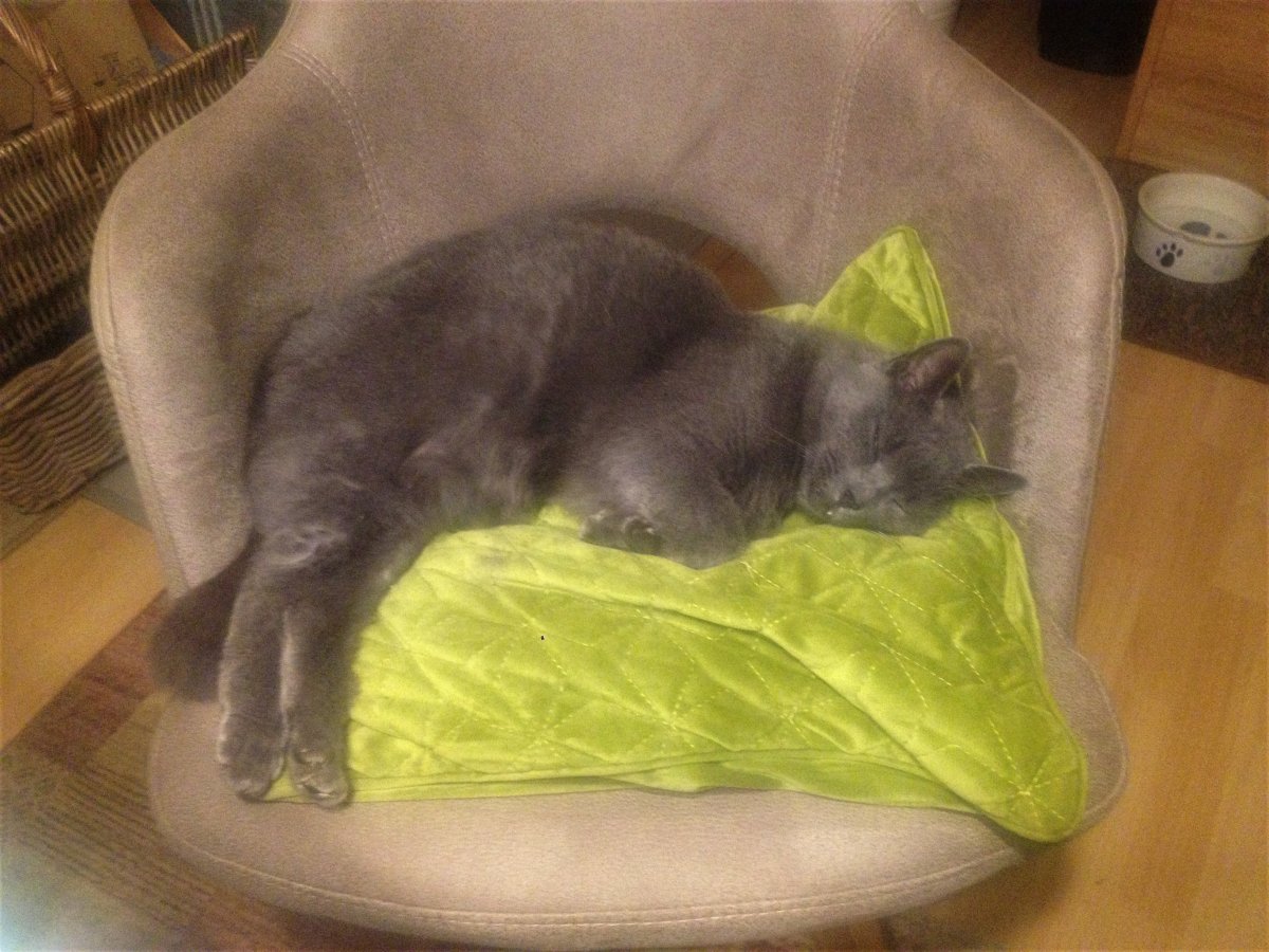 Schnecki beim Chillen