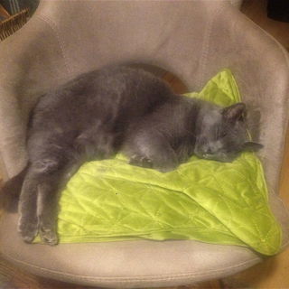 Schnecki beim Chillen...