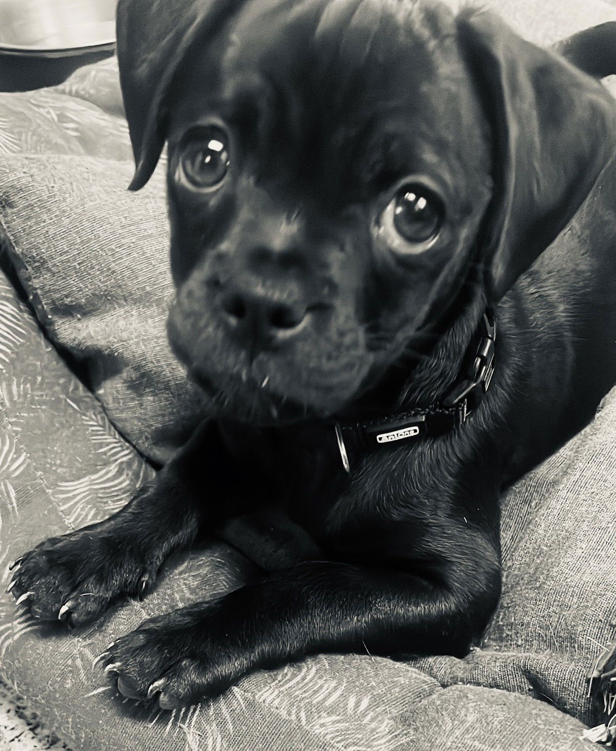 LUI…..!🐶💝💞💕🫶🏼✨✨✨ Signaturduft…LUI von Mazzolari. Macho durch und durch…!👊🏼💪🏻💪🏻💪🏻🥰