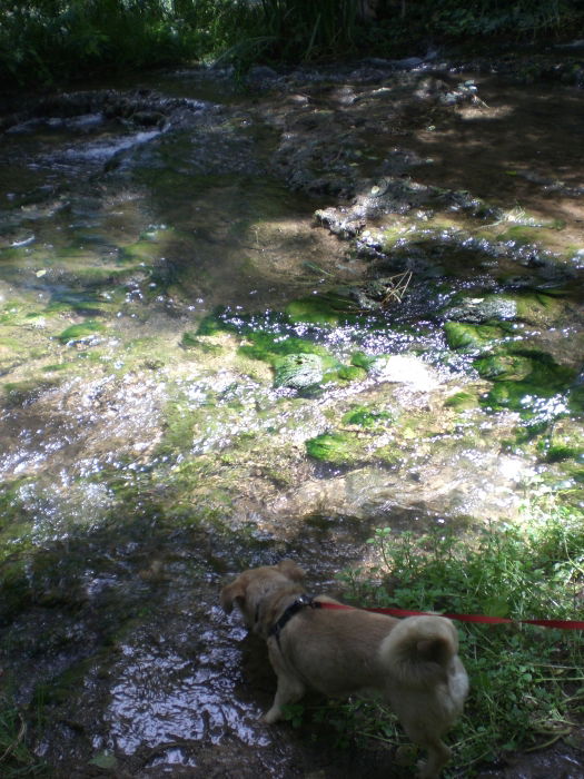 Mi perro Aiser de  excursión.  - Rio Piedra- Zaragoza